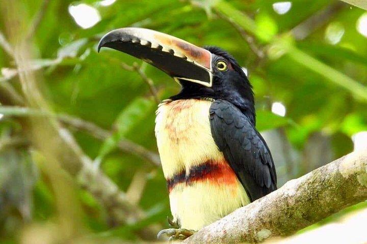 Birdwatching hiking tour