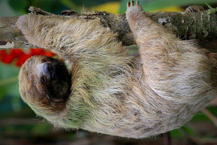 Volcán Arenal Privado - Parque Nacional Tortuguero (3 días / 2 noches)