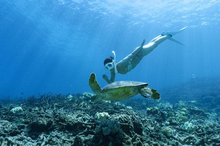 Tour privato di snorkeling su Ishigaki - Fino a 4 Persone, Tariffa Forfettaria -