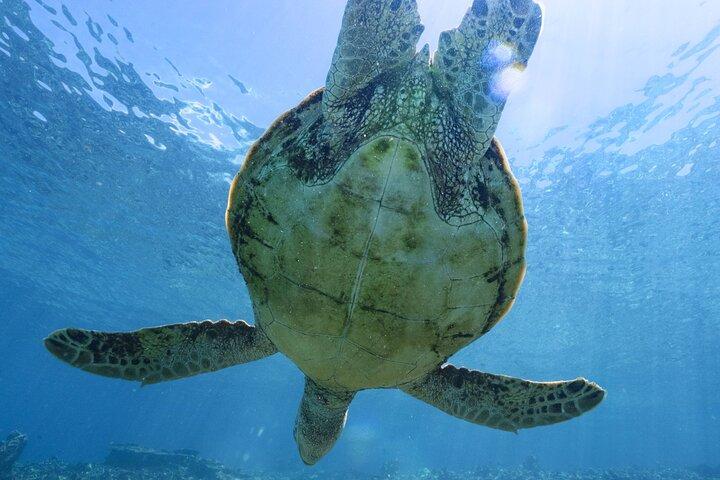 Tour privato di snorkeling su Ishigaki - Fino a 4 Persone, Tariffa Forfettaria -