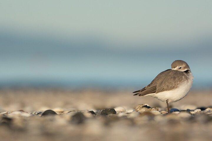Visite privée d'observation des oiseaux et de randonnée à Auckland