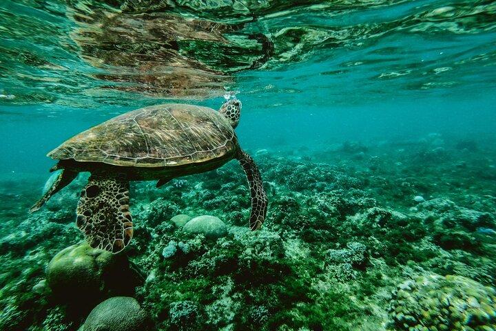 Paphos Sunset Cruise Snorkeling, Salta e Scivola nell'Ora d'Oro