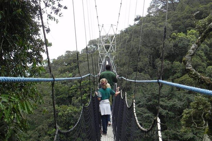 1 dag Canopy Walk Tour til Nyungwe NP