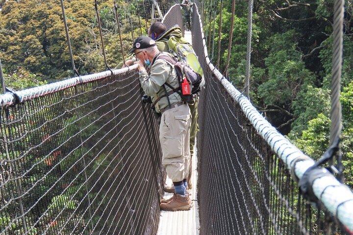 1 dag Canopy Walk Tour til Nyungwe NP