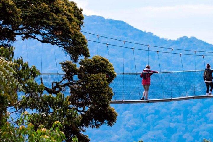 1 dag Canopy Walk Tour til Nyungwe NP