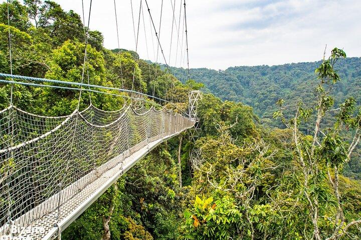 1 dag Canopy Walk Tour til Nyungwe NP