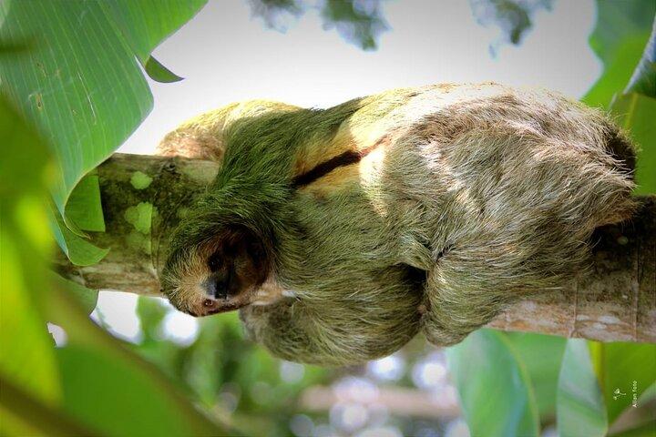Volcán Arenal Privado - Parque Nacional Tortuguero (3 días / 2 noches)