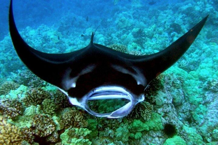 Tour notturno di snorkeling di Manta Ray a Kailua-Kona, Big Island
