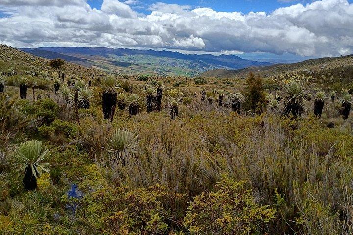Sumapaz Mountaintop Páramo Trek - 3 hours