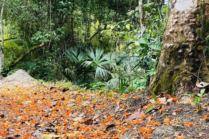 Magic Minca : Waterfalls, Cocoa Workshop and Coffee From Santa Marta