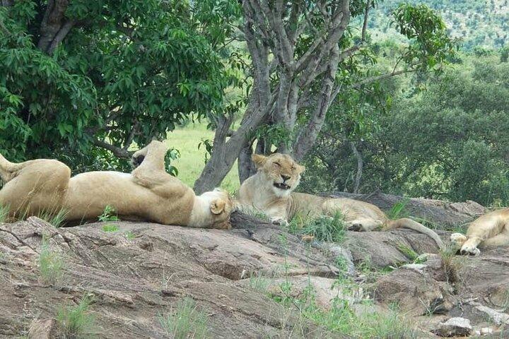Excursion à Maasai Mara