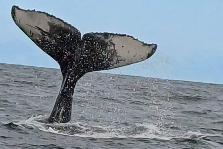 Cape Town: Hermanus Whale Watching Expedition
