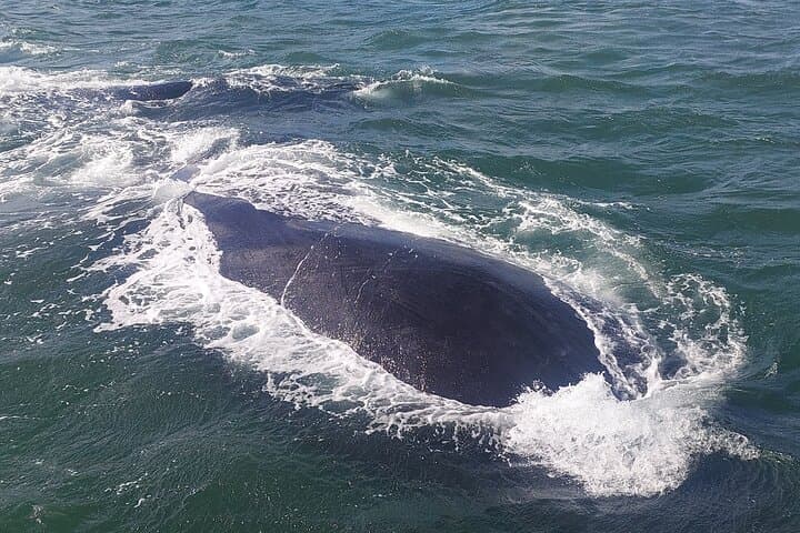 Cape Town: Hermanus Whale Watching Expedition