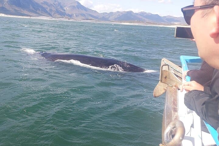 Cape Town: Hermanus Whale Watching Expedition