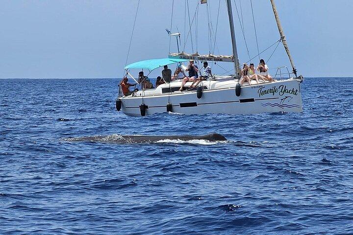 3-stündige Walbeobachtung auf Segelbooten