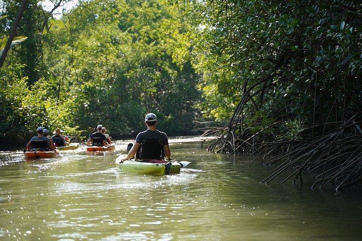 3-Hour Damas Mangrove Kayak Tour