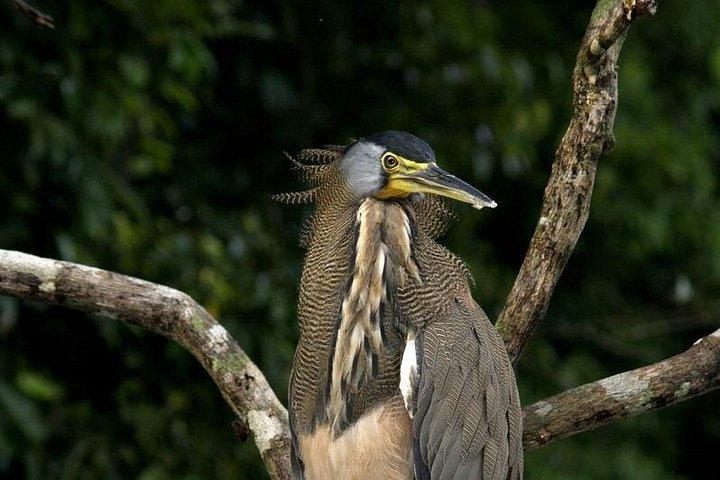 3-Hour Damas Mangrove Kayak Tour
