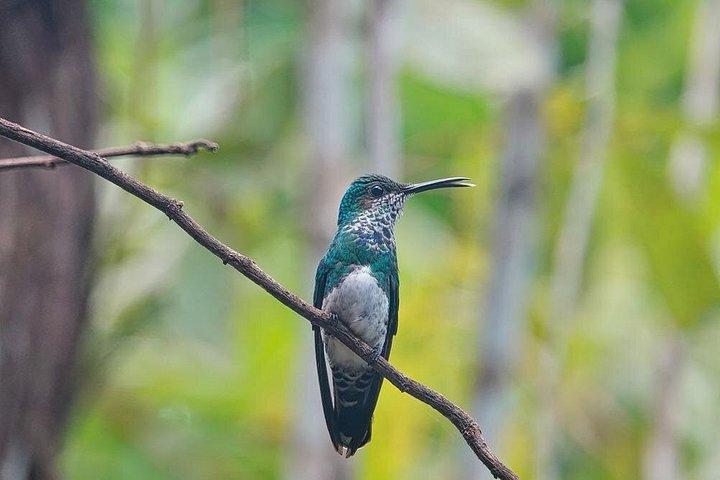 3-Hour Damas Mangrove Kayak Tour