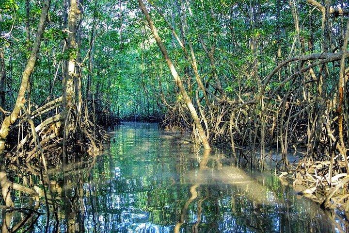 3-Hour Damas Mangrove Kayak Tour