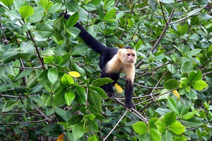 3-Hour Damas Mangrove Kayak Tour