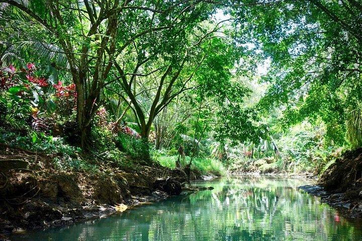 3-Hour Damas Mangrove Kayak Tour
