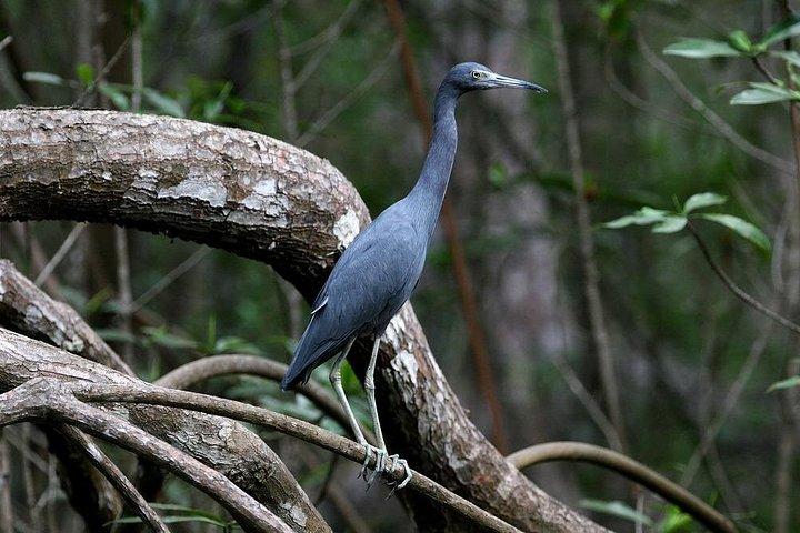 3-Hour Damas Mangrove Kayak Tour