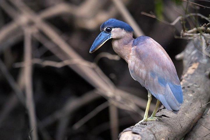 3-Hour Damas Mangrove Kayak Tour