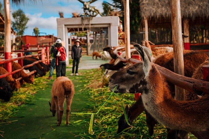 Tour della Valle Sacra con pranzo a buffet da Cusco