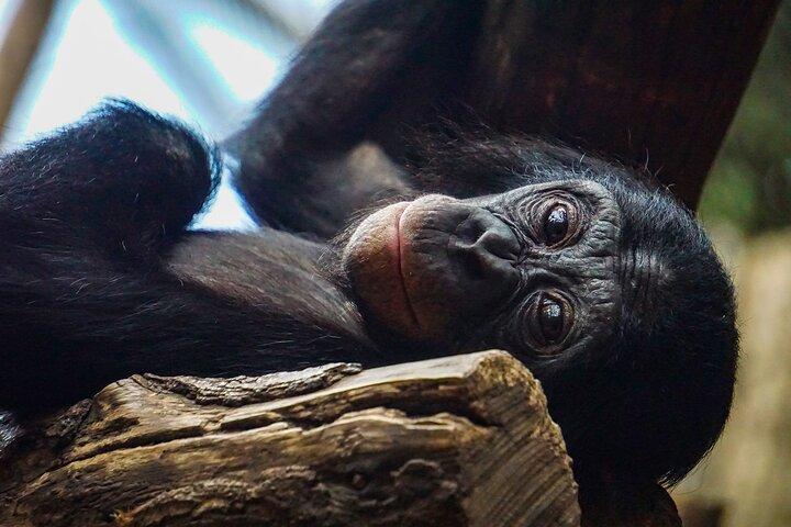 ニュングウェ国立公園のチンパンジー追跡2日間