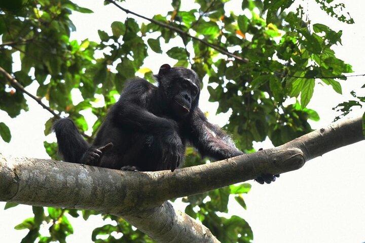 ニュングウェ国立公園のチンパンジー追跡2日間