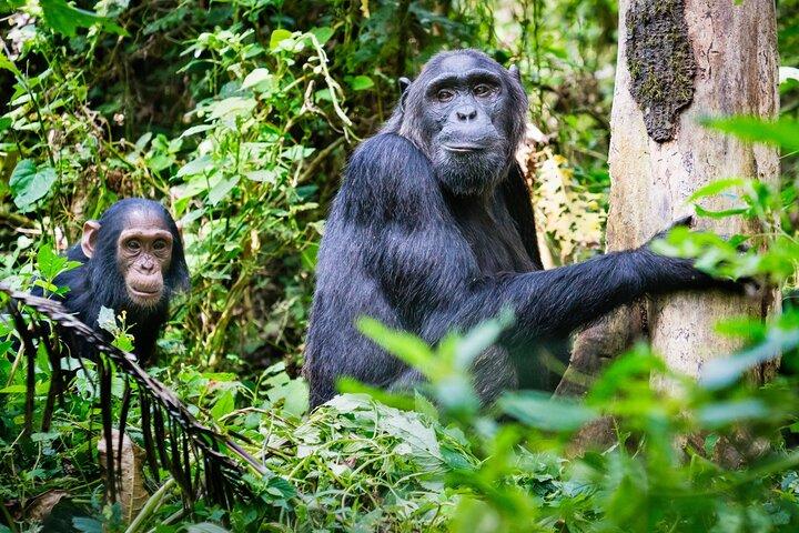ニュングウェ国立公園のチンパンジー追跡2日間