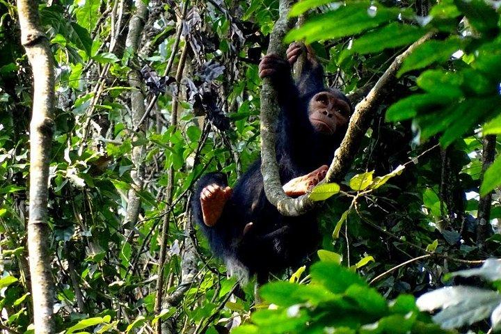 ニュングウェ国立公園のチンパンジー追跡2日間