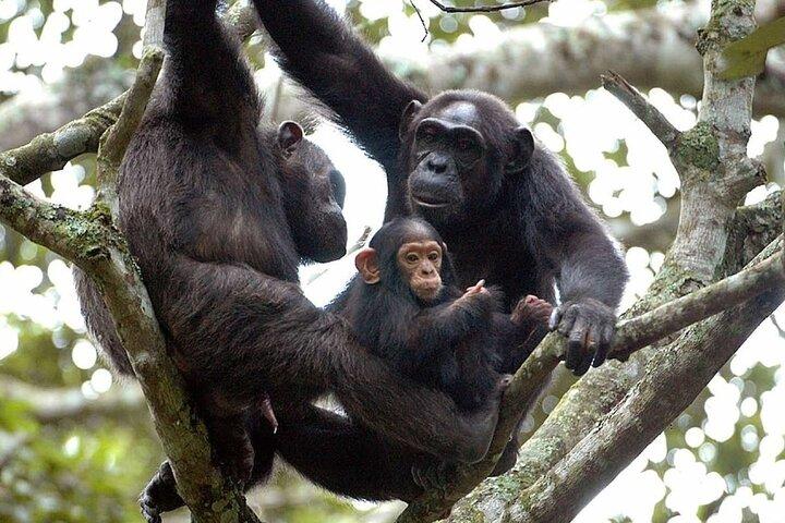 ニュングウェ国立公園のチンパンジー追跡2日間