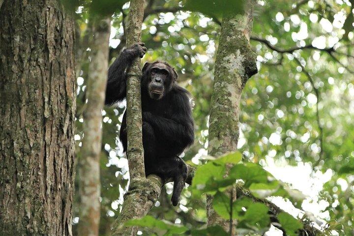 ニュングウェ国立公園のチンパンジー追跡2日間
