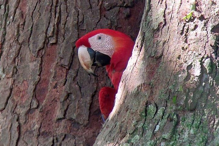 Carara nationalpark privat rundtur