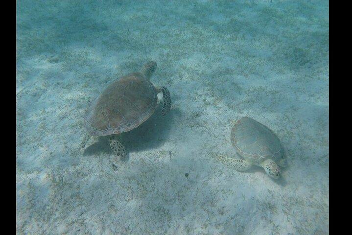 Snorkeling with Sea Turtles at St. Thomas
