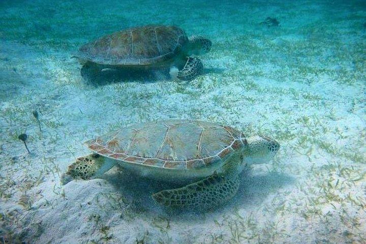 Snorkeling with Sea Turtles at St. Thomas
