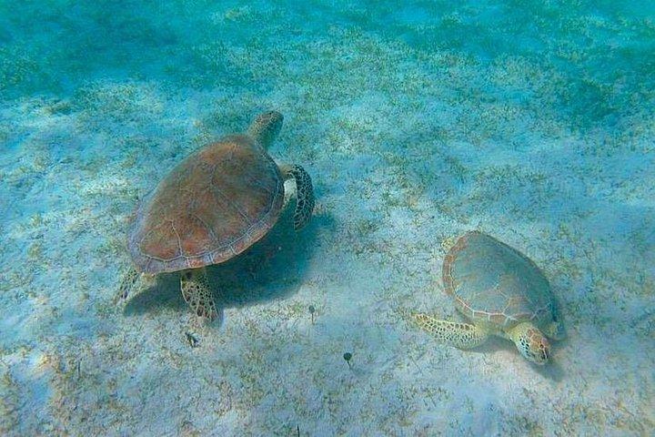 Snorkeling with Sea Turtles at St. Thomas