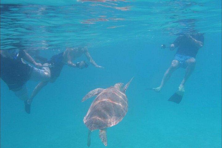 Snorkeling with Sea Turtles at St. Thomas