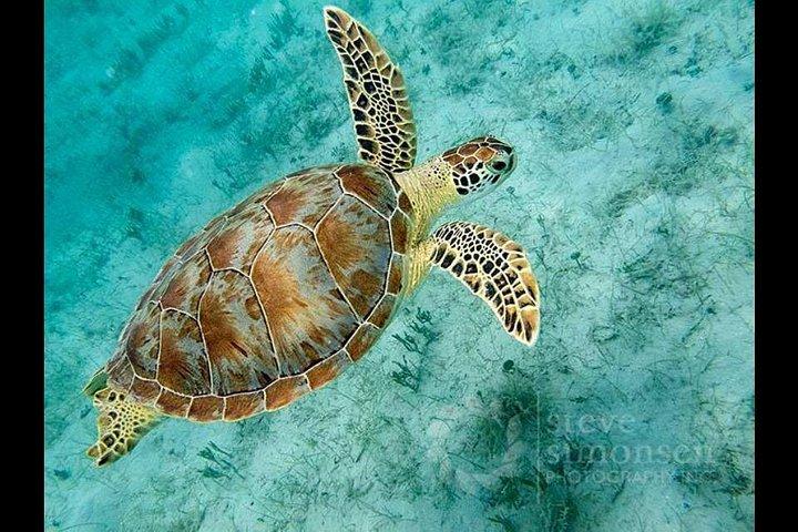 Snorkeling with Sea Turtles at St. Thomas