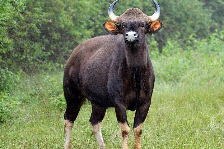 ゴアからベルガウム、コールハープル、ラダナガリ野生生物保護区まで