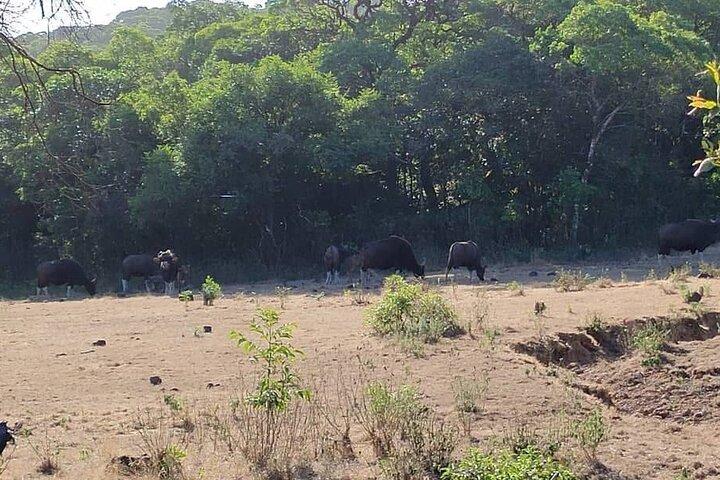 ゴアからベルガウム、コールハープル、ラダナガリ野生生物保護区まで