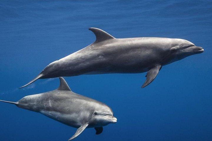 プライベートチャーターによるクジラとイルカのウォッチングツアー（最大11名様）