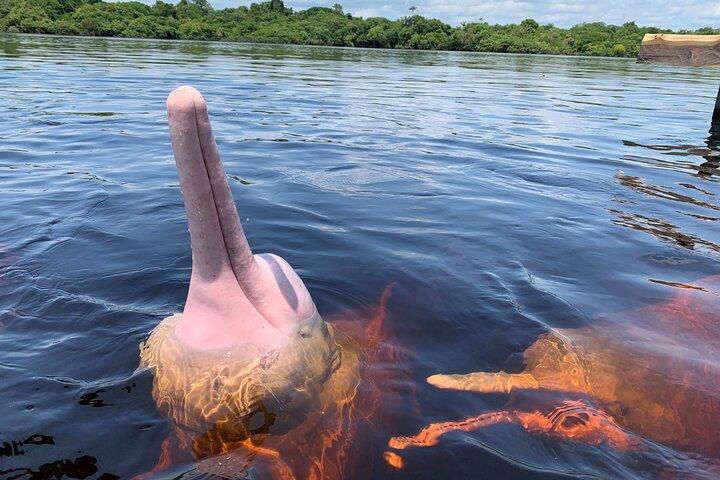 Meio dia de experiência amazônica