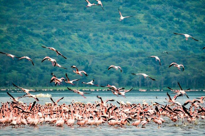 Halbtagestour zum Lake Nakuru Nationalpark Privat von Nakuru