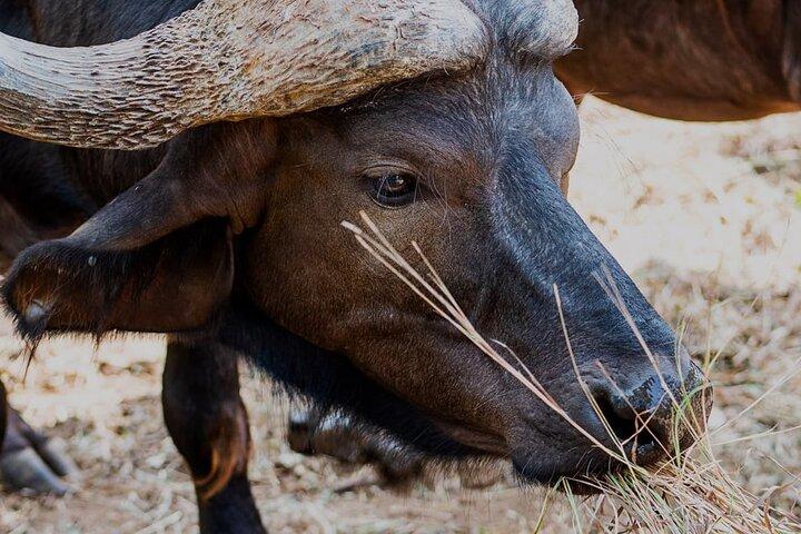 Halbtagestour zum Lake Nakuru Nationalpark Privat von Nakuru