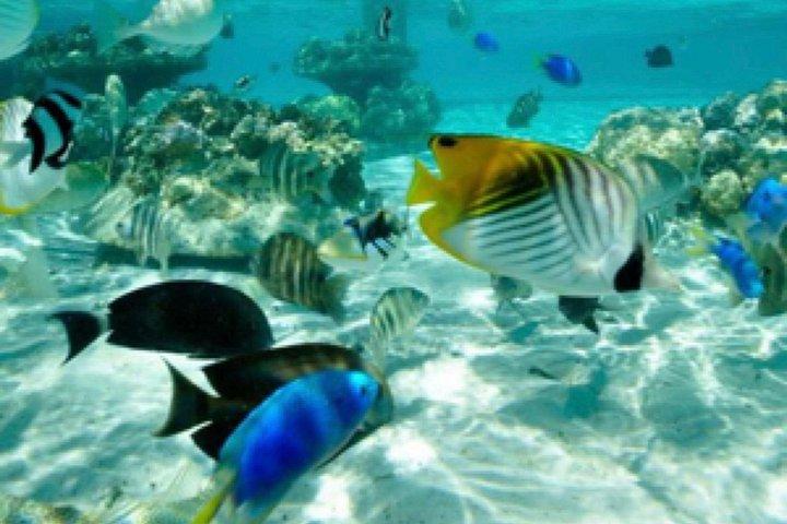 Bali Snorkeling Blue Lagoon Beach Include Lunch & Transport