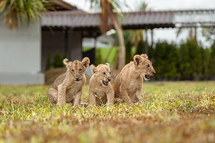 Entrée Lion Land Phuket avec transfert privé