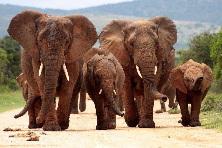 Tour de 15 dias de luxo na rota do jardim Wine Marine e Safaris selvagens