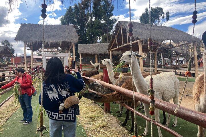 Visita il Camelids Centre a Cusco
